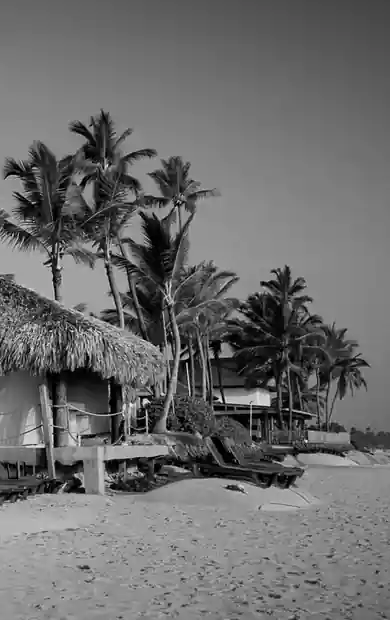 Palm trees over a beach resort at dusk